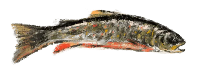 Brook trout illustration