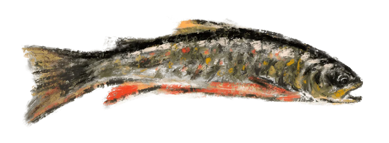 Brook trout illustration