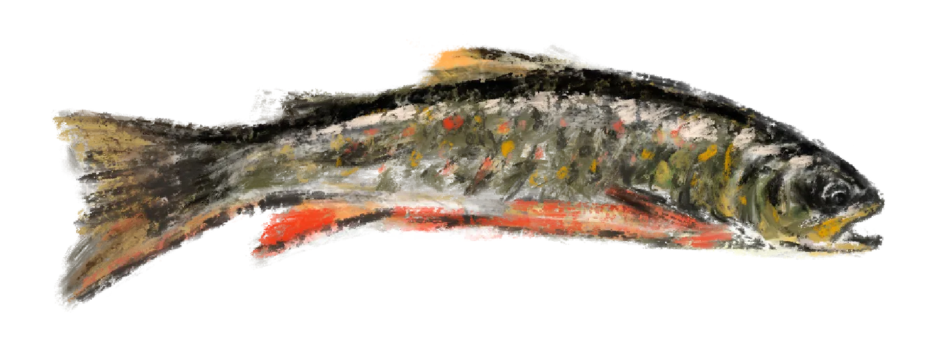 Brook trout illustration