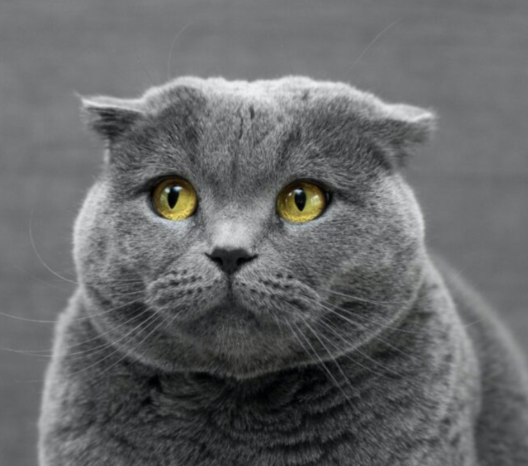Chairman Meow 🐱