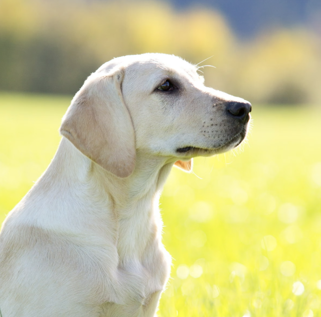 Nathan Labrador 🐾