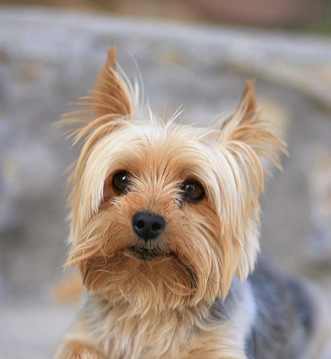 Duchess von Schnauzer