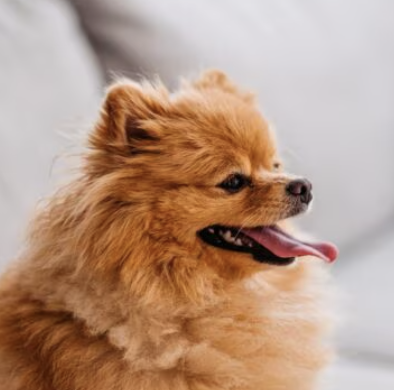 Mochi Pawdington